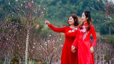 Khu vực vườn đào và nhạc nước ở KĐT Mailand Hoàng Đồng được các bạn trẻ check-in tại Lễ Hội Hoa Đào Xứ Lạng 2023.