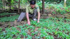 Quảng Nam có điểm du lịch vùng sâm đầu tiên