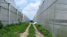 Khu nhà kính trồng rau sạch tại Nông trại Phú Giáo của Vinamit. Ảnh: Vinamit