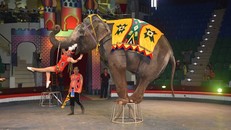 Sân khấu xiếc thiếu động vật có còn hấp dẫn?