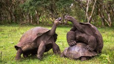Loài rùa khổng lồ chỉ có trên quần đảo Galapagos. (Getty).