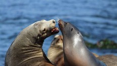 Hải cẩu Nam Mỹ sống mòn vì chất thải nhựa