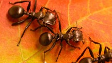 Kiến lợi dụng cây hay cây biến kiến thành 'nô lệ'?