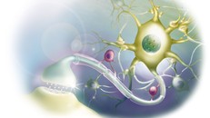 Tế bào thần kinh như… cảnh sát giao thông trong não người