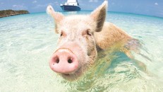 Câu chuyện về những chú lợn biết bơi ở Bahamas