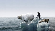 Nhiều động vật biến mất khi Trái đất nóng lên. Ảnh: Getty Images.