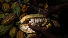 'Socola đắng' - Thực trạng lao động trẻ em ở Tây Phi