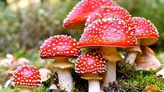 Người dân không nên ăn nấm có màu sắc sặc sỡ