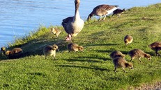 Ngỗng trời 1,5 triệu đồng/kg hút hàng trước Tết 