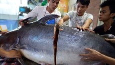 Cá tra dầu 'bay' 1.500km về Thủ đô, giá 1 triệu đồng mỗi kilogam