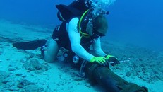 Cáp quang biển AAG đã nhiều lần gặp sự cố gây ảnh hưởng đến internet Việt Nam (Ảnh minh họa)