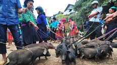 Lợn cắp nách mang xuống chợ, cột dây và tập trung thành một khu để bán. Ảnh: Hachi8