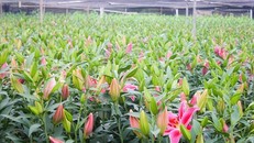 Hoa ly nở sớm, dự báo Tết sẽ khan hàng, giá cao