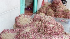 Hành tím Vĩnh Châu. Ảnh: Việt Tường
