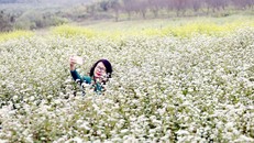 Đồi hoa tam giác mạch giữa lòng Hà Nội “đốn tim’ du khách 