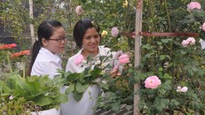 Điểm thu hút và say lòng nhất đối với du khách là hơn 300 loại hoa hồng các loại khoe sắc