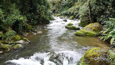 Quần thể rừng, sông và thác nước trong Khu dự trữ sinh quyển Savegre