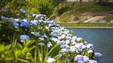 Vườn hoa cẩm tú cầu cách Hà Nội hơn 200km 