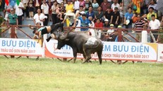 Trâu số 18 quay lại húc chủ khiến nạn nhân tử vong sau đó (Ảnh: VOV)