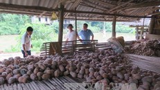 Bí đỏ thu hoạch về chất thành đống nhưng không có thương lái đến thu mua. Ảnh: Quân Trang/TTXVN