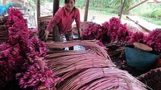 Trồng bông súng đỏ ăn chơi, ai ngờ thu nhập vài chục triệu đồng mỗi năm