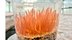 Đông trùng hạ thảo được nuôi cấy