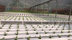 Khu sinh thái nông nghiệp công nghệ cao Thung lũng Ngọc Linh Hòa Lạc