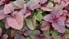 Ngàn lẻ công dụng bất ngờ của rau dền