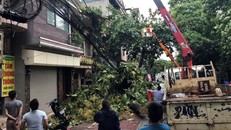 TP Lào Cai: Cây đổ ngổn ngang vì giông lốc dữ dội