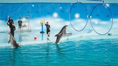 Biểu diễn cá heo ở Baara Land (Quốc Oai)