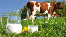 Không nên thay thế hoàn toàn sữa bò bằng sữa đậu nành cho trẻ