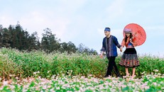 Lên cáp treo Fansipan ngắm hoa tam giác mạch mùa lễ hội 