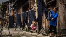 Bà Yang treo những tấm vải mới nhúng thuốc nhuộm lên sào để phơi khô. (Nguồn: NYTimes)