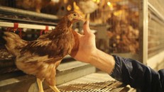 Thực phẩm nhiễm kháng sinh – mối nguy hiểm chết người