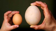 Trứng ngỗng to nhưng hàm lượng dinh dưỡng thua trứng gà