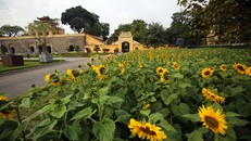 Vườn hoa hướng dương khoe sắc giữa Hoàng thành Thăng Long