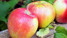 Táo là loại quả rất tốt cho người viêm loét dạ dày
