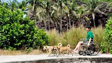 Những chú chó kéo xe lăn chở anh Huệ đã không còn xa lạ với người dân đảo Bé