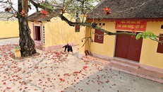 Xao xuyến mùa hoa gạo nở đỏ rực các miền quê