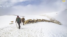 Nhiếp ảnh gia Nitish Thakur người Ấn Độ chụp lại cảnh những người chăn cừu lùa bầy gia súc của họ lên dãy núi Himalaya. Ông cho biết, "tất cả những nhu cầu cơ bản của người dân nơi đây đều trông cả vào đàn cừu, giống như là sự sống của họ vậy. Những chú c