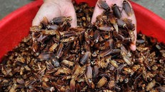 Trung Quốc nuôi 6 tỷ con gián làm dược liệu trị đau dạ dày