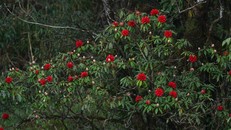 Ngẩn ngơ trước rừng đỗ quyên cổ thụ trên đỉnh Fansipan