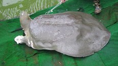 Rùa hồ Gươm khi còn sống