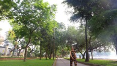 Hà Nội làm rào sắt, căng dây thép gai bảo vệ cây sưa đỏ