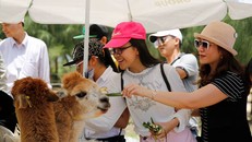 FLC Zoo Safari Park là nơi các bé được tìm hiểu về các loài động vật trong môi trường sống gần gũi với tự nhiên