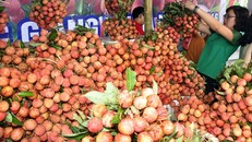 Vải thiều được trưng bày tại một hội chợ trên địa bàn Hà Nội. Ảnh: Bích Phương