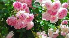 Hà Nội sắp có công viên hoa hồng rộng 22ha