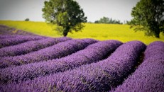 Đến Provence ngắm hoa oải hương