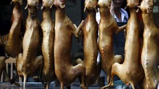 Việc ăn thịt chó vẫn gây tranh cãi ở nhiều nới trên thế giới