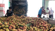 Ngay tại Bắc Giang, vải tươi loại 1 mua tại vườn giá 70.000 đồng/kg